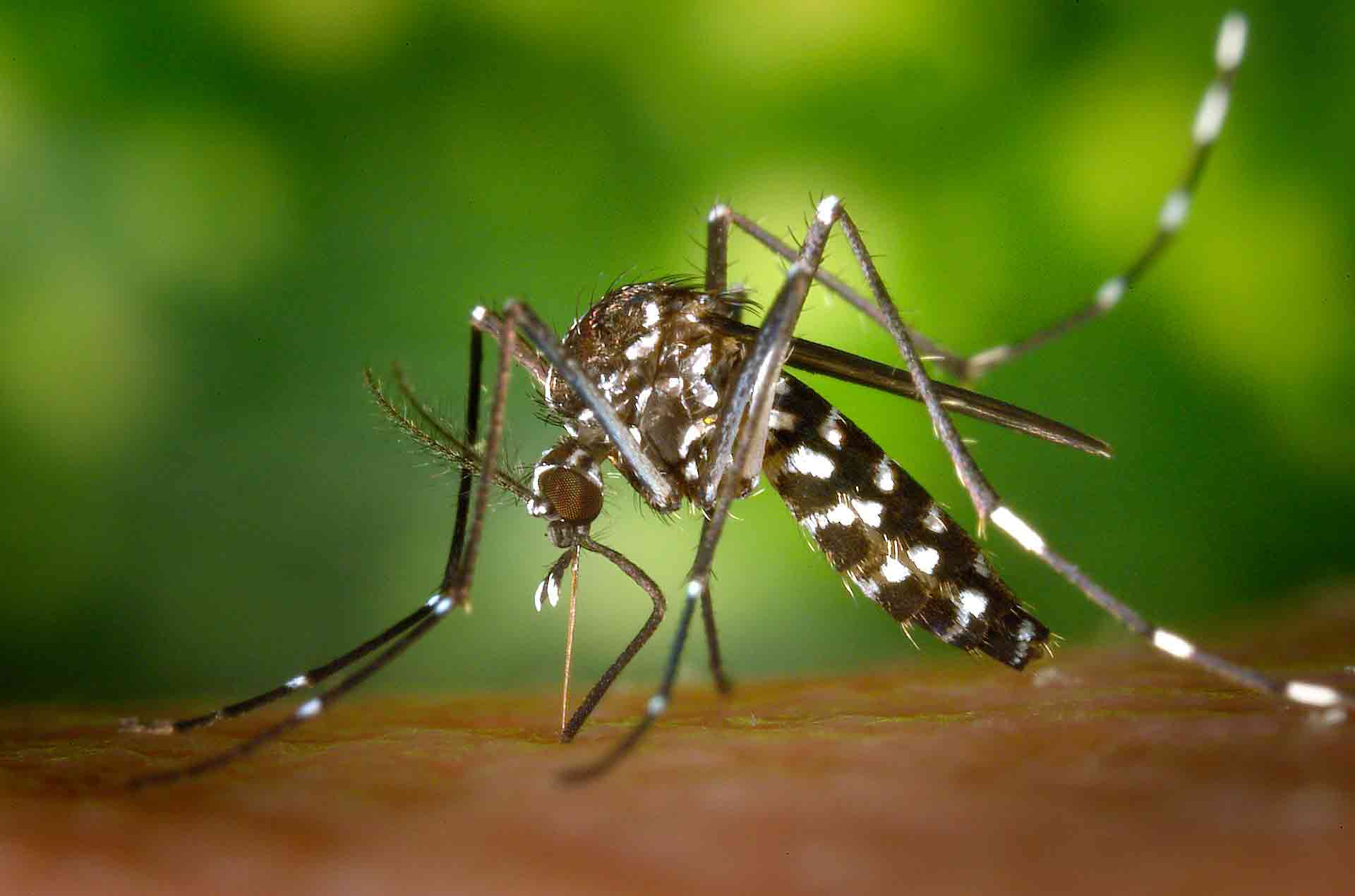 dengue