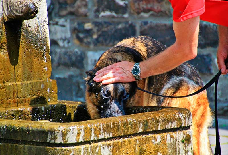 golpe de calor en perros