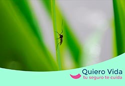 Cómo evitar las picaduras de mosquito