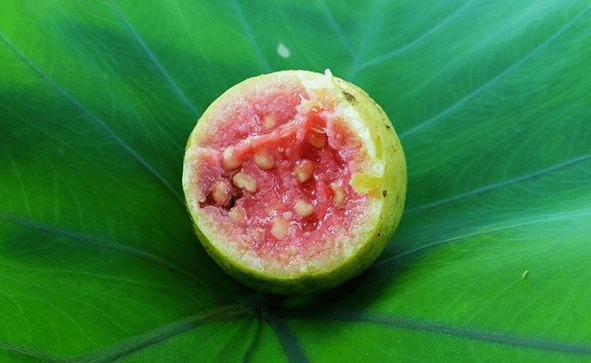 Guayaba